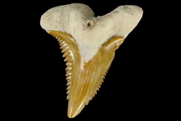 Fossil Shark Tooth (Hemipristis) - Bone Valley, Florida #113818